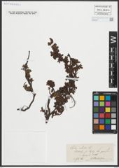Foto von Salix retusa L.